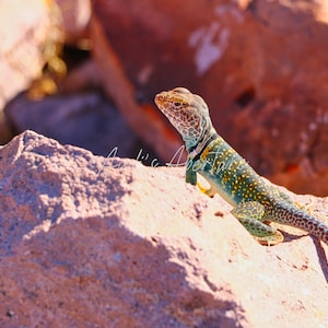 Gecko Druck, Phoenix, Arizona Fotografie - Digitaler Download