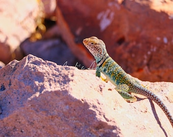 Gecko Print, Phoenix, Arizona Photography - Digital Download