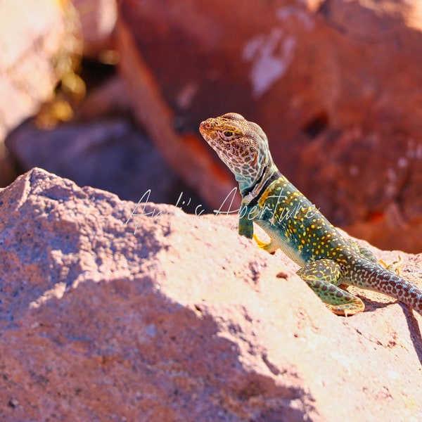 Gecko Print, Phoenix, Arizona Photography - Digital Download