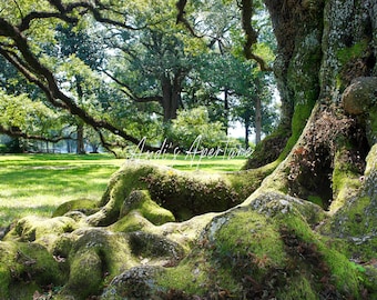 Landscape Print, Live Oaks in Louisiana Photography - Digital Download