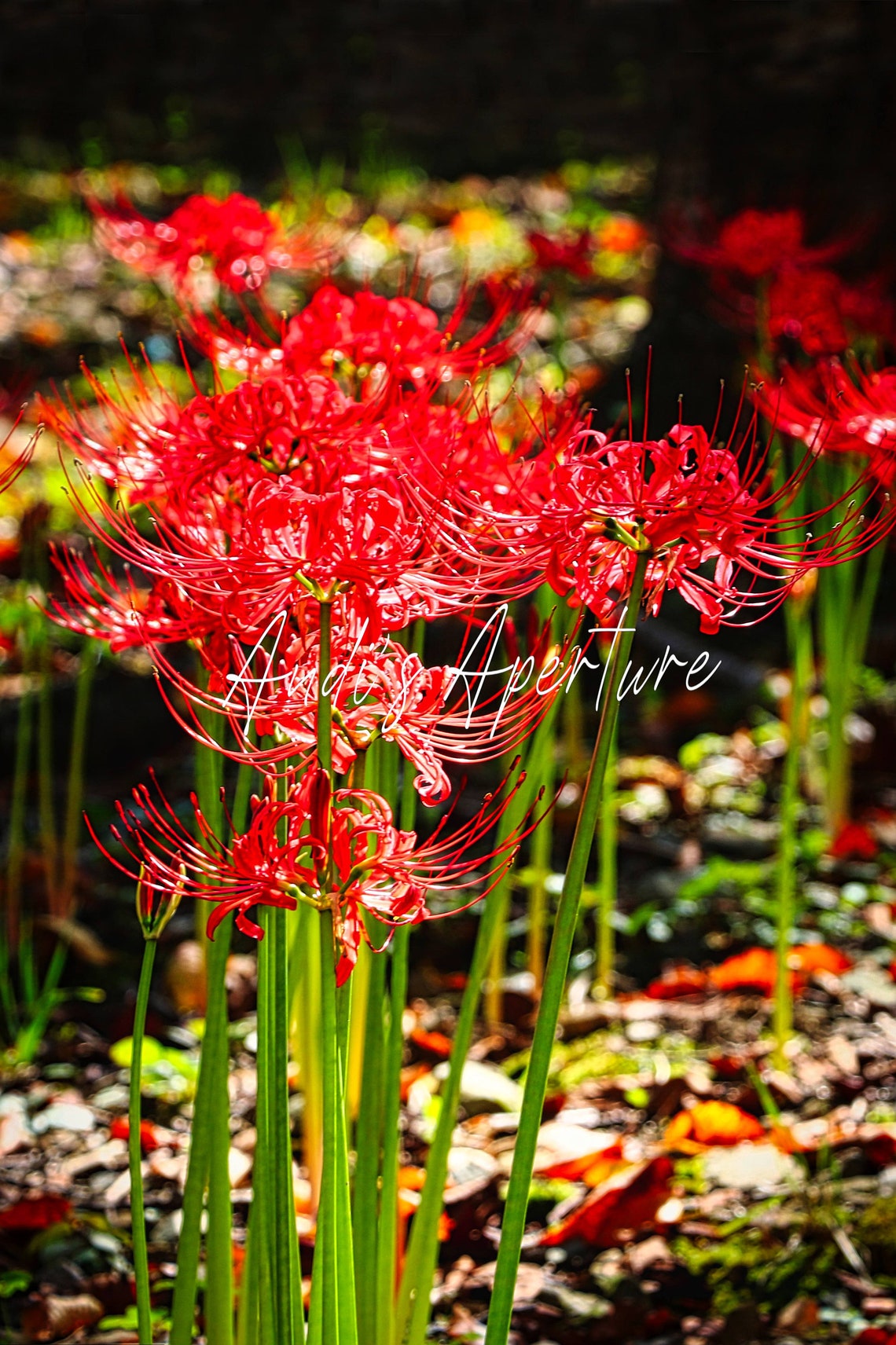 Flower Print, Red Spider Lilies, South Korea Photography Digital