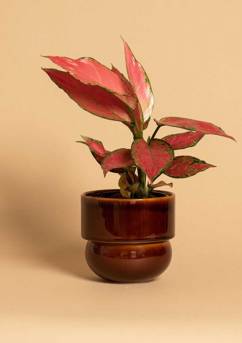 Ceramic Flower Pot, Handmade Pot, Vintage Boho Flower Pot, honey image 3
