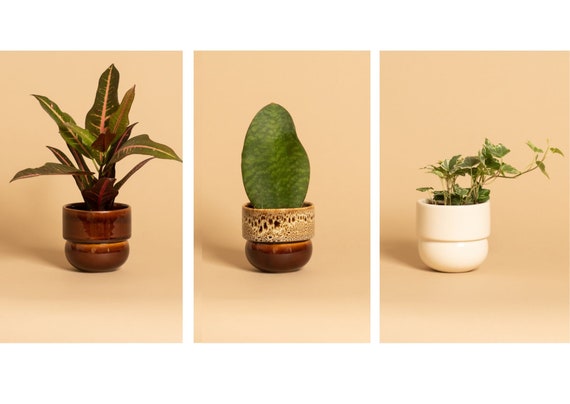Essence Mini Planters Set of 3 Indoor Small Succulent Planters