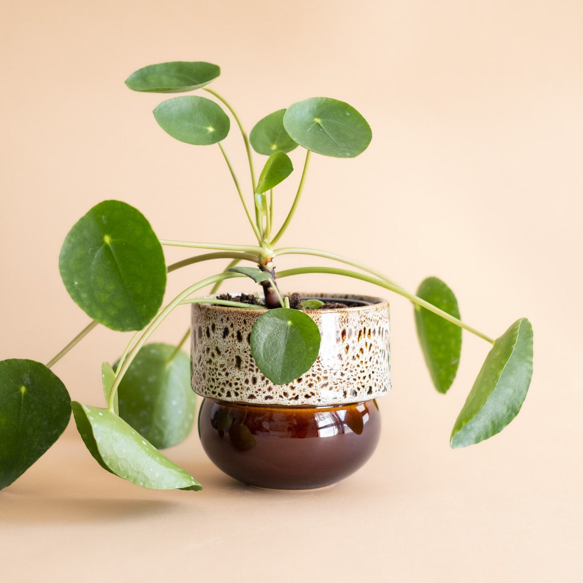 Terracotta Planter, 5 x 5"