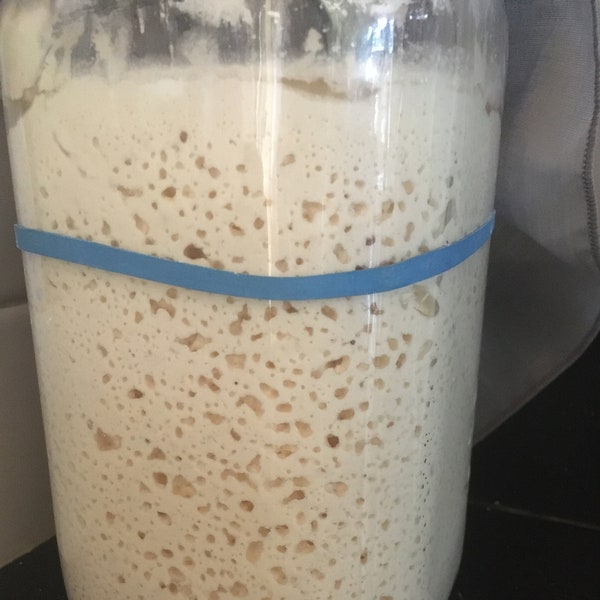 Brown Rice Gluten-Free Sourdough Starter Cultures (Organic)