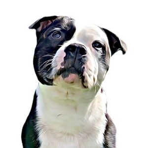 Customised Pet Illustration. Digital Only.