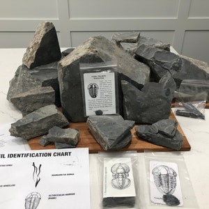 Fossil Trilobite shale collecting kit