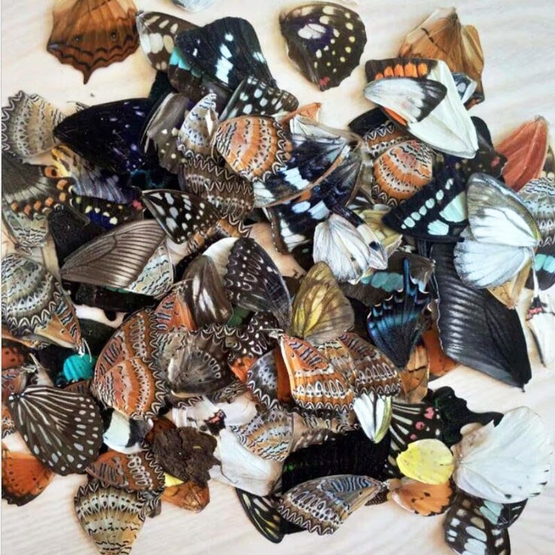 50pcs Real Natural Butterfly Wings Specimens DIY Jewelry Etsy