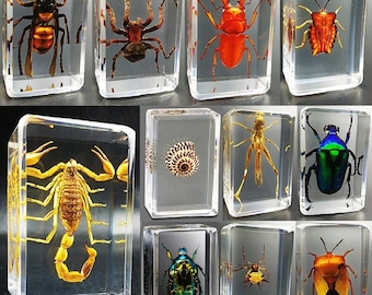 Insect Specimen - Etsy Insect Specimen - Etsy