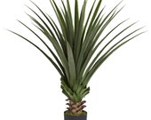 4 Spiked Agave Plant
