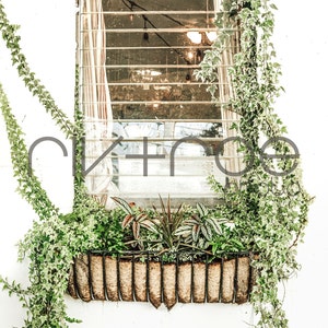 Puede incluir: Un jardinera llena de plantas verdes y hiedra se encuentra debajo de una ventana con una rejilla metálica. Las enredaderas trepadoras enmarcan la ventana contra una pared blanca. La imagen tiene un ambiente brillante y aireado.