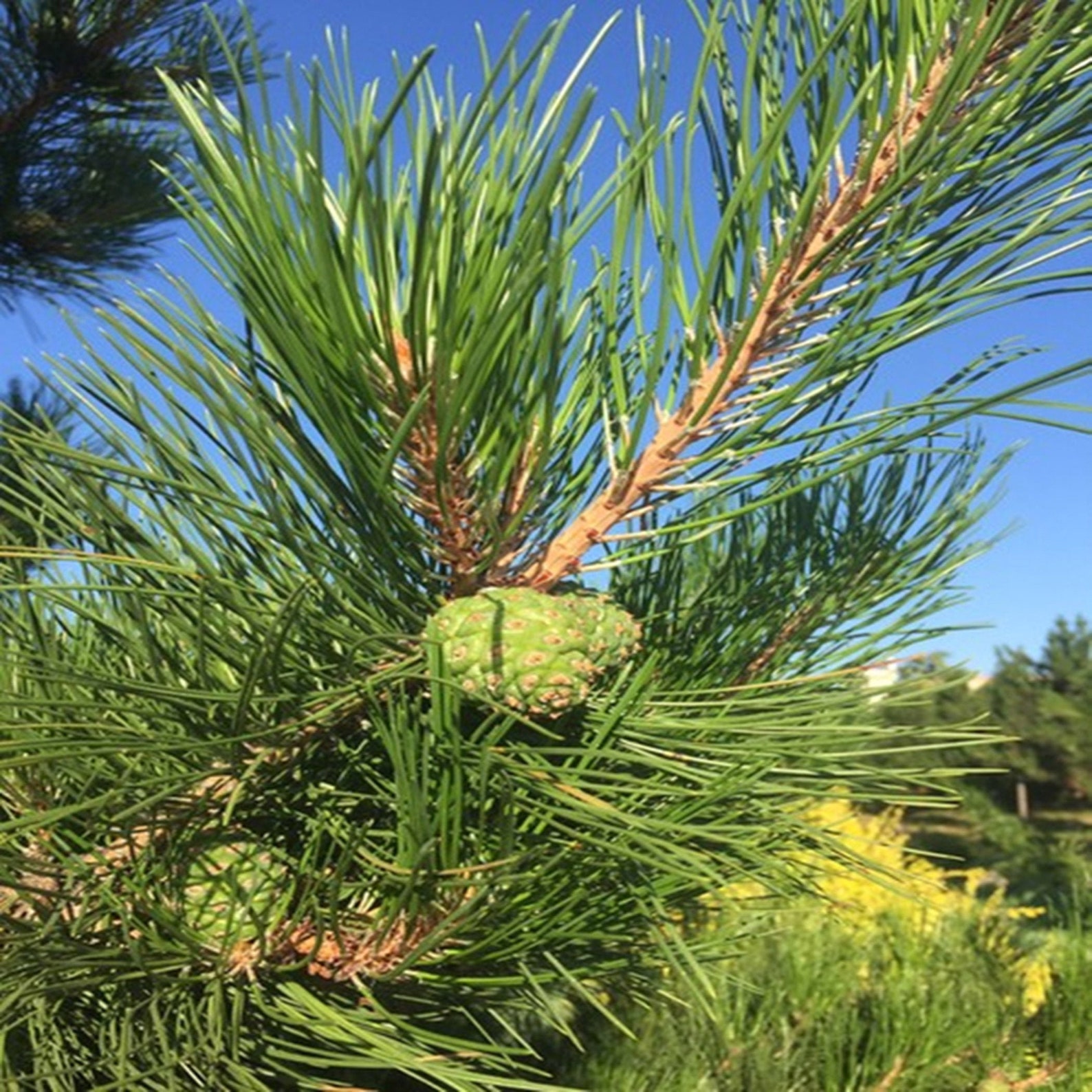Wild Pine Needles for Tea Dried Pine Needles Pinus Etsy