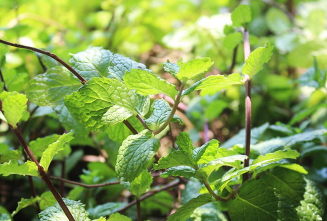 dried mint tea dried mint tea