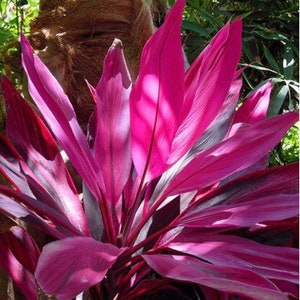 Cordyline Red Sister Cutting 12 / live Plants 18-24 image 1