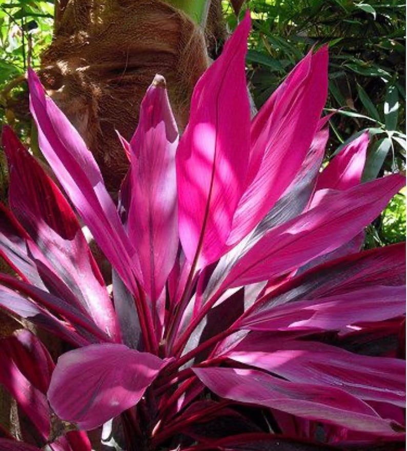 Cordyline Red Sister Cutting 12 / live Plants 18-24 image 1