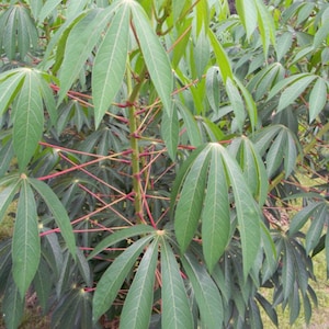 Fresh cuttings Cassava, yuca Cuttings 6-8 cuts Manihot esculenta, Manioc, Tapioca image 8