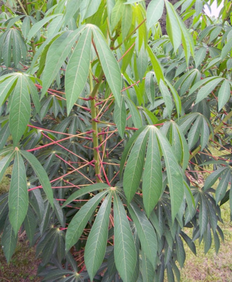 Fresh cuttings Cassava, yuca Cuttings 6-8 cuts Manihot esculenta, Manioc, Tapioca image 8
