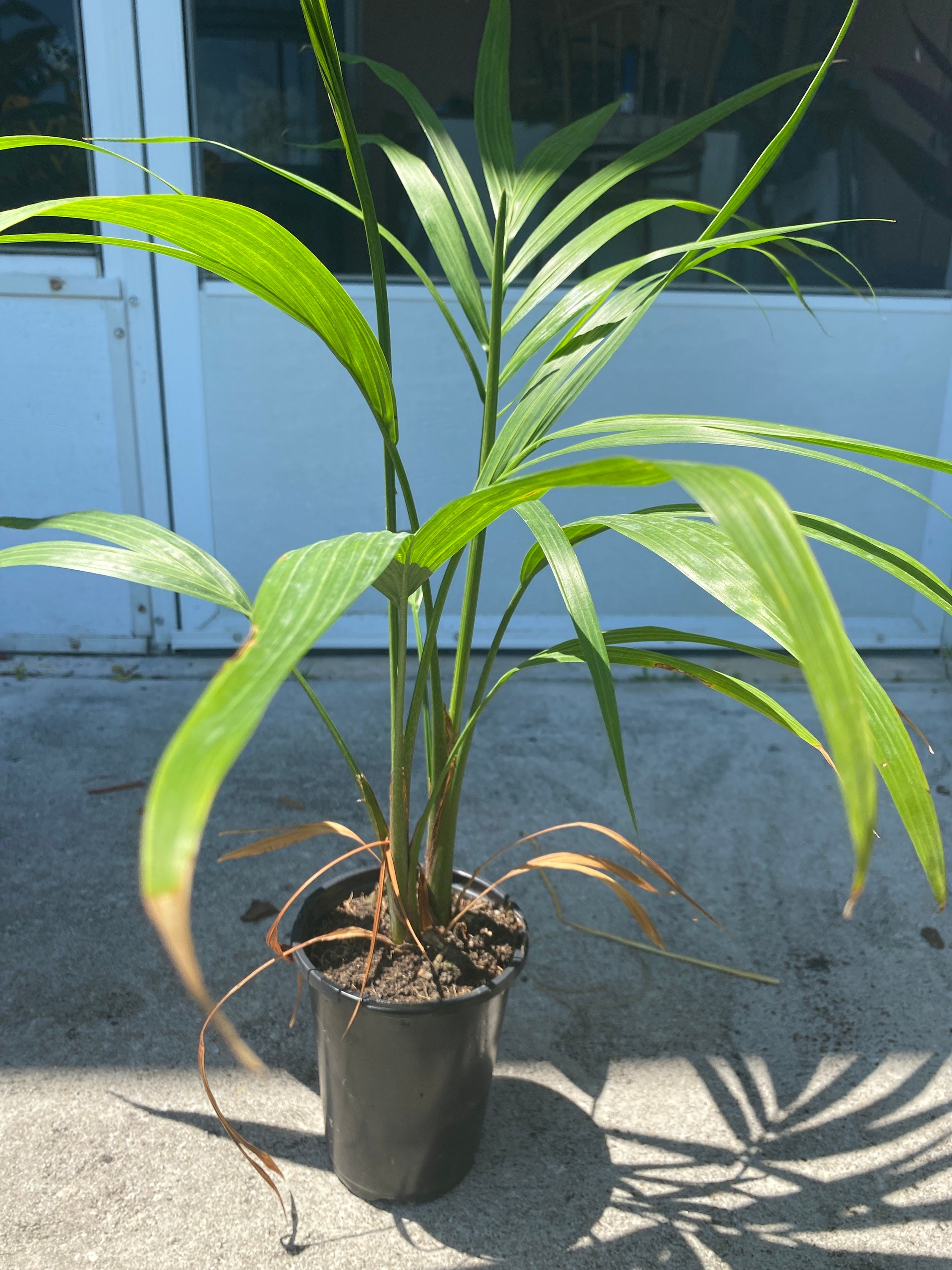Live plant Majesty palm Ravenea rivularis Etsy Live plant Majesty palm Ravenea rivularis Etsy