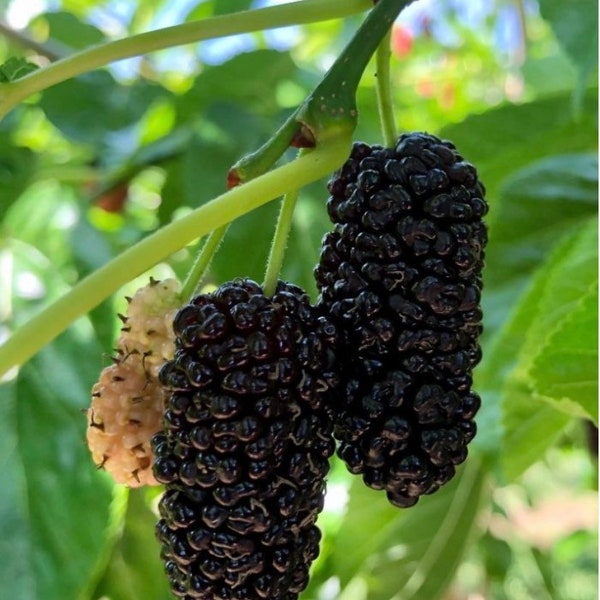 Black Mulberry cuttings / live plant organically grown in permaculture garden.