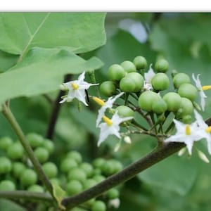 Turkey Berry, sussumber, Thai Pea eggplant, Perfect for curry, cooking