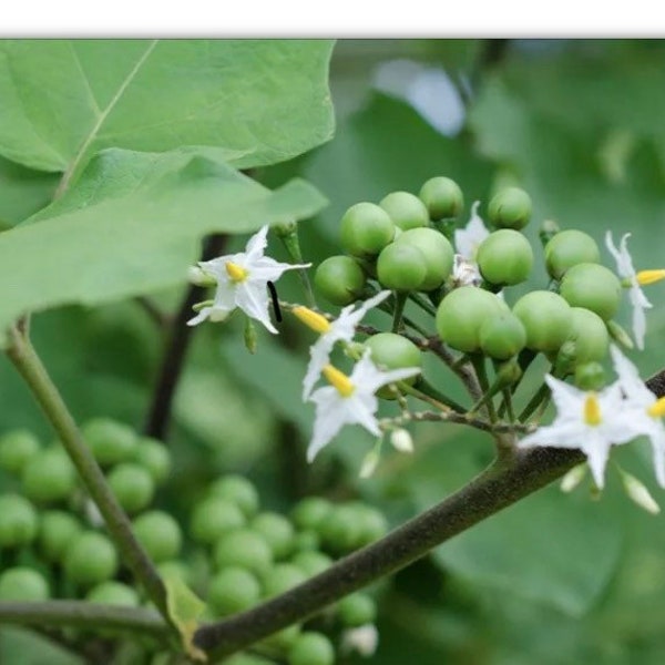 Truthahn-Beeren-Teeblatt & Frucht verfügbar (sussumber) - Sehr schnell wachsend