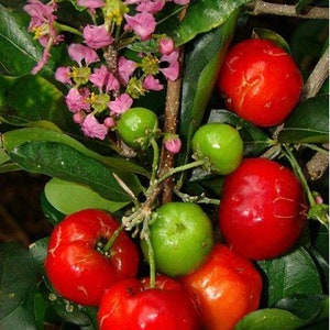 May include: Close-up of a branch of a cherry tree with green leaves, pink flowers, and red cherries.