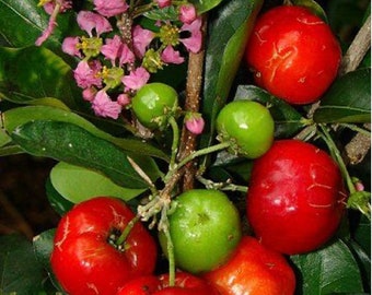 acerola cherry  Live plant in 1.5-2.5 gal pots,  also called Barbados cherry