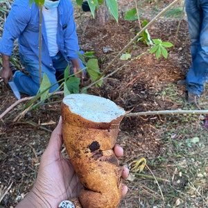 Fresh cuttings Cassava, yuca Cuttings 6-8 cuts Manihot esculenta, Manioc, Tapioca image 9