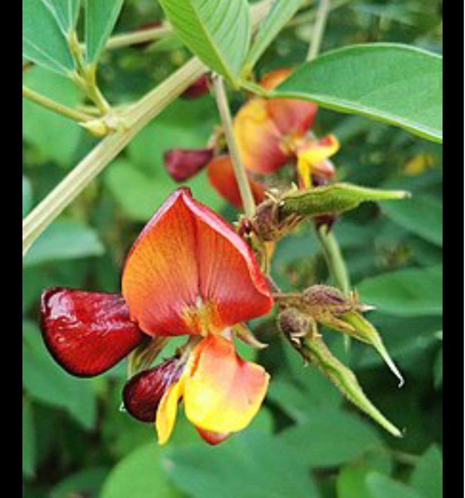 Pigeon Pea Live Plants Etsy