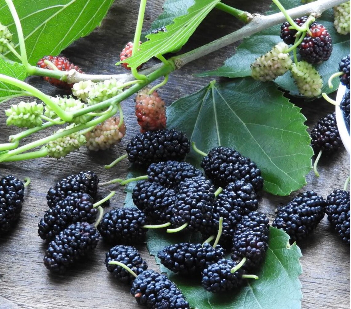 Black Mulberry Cuttings / Live Plant