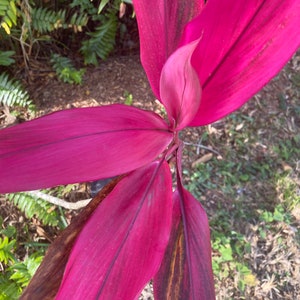 Cordyline Red Sister Cutting 12 / live Plants 18-24 image 2