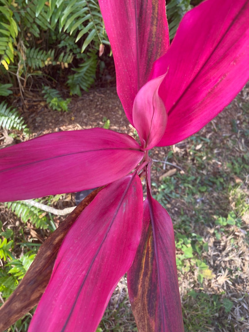The Island Gardeners Cordyline - Thumbnail 3