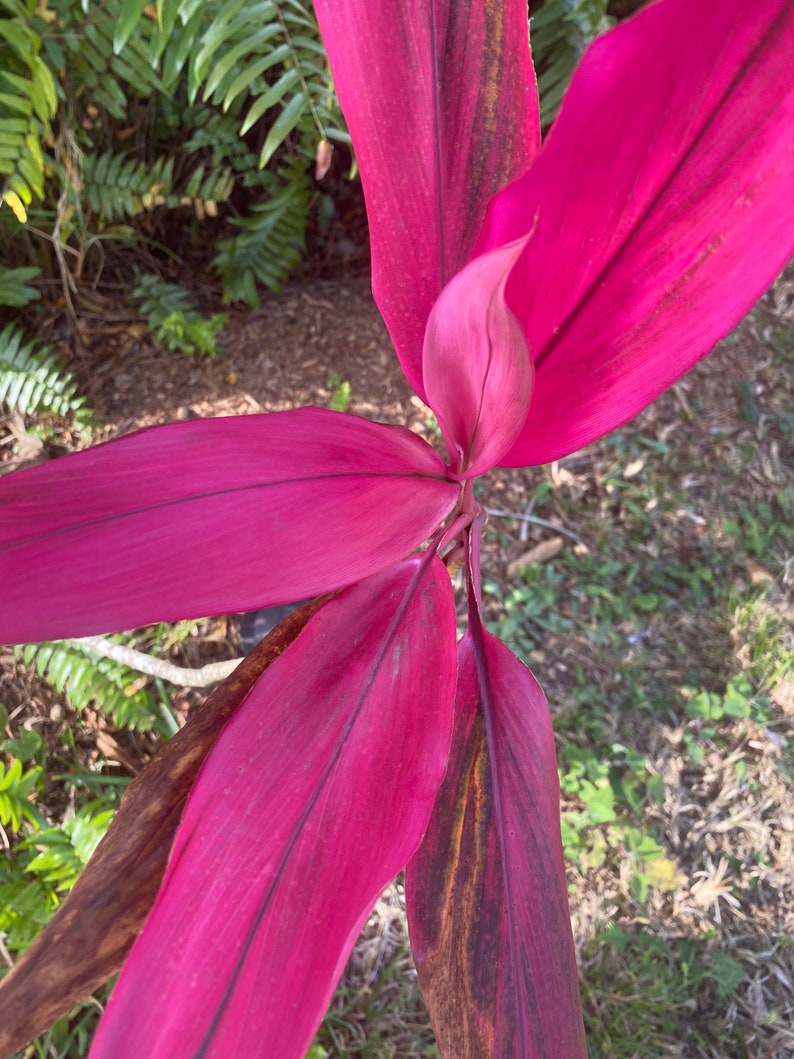 Cordyline Red Sister Cutting 12 / live Plants 18-24 image 2