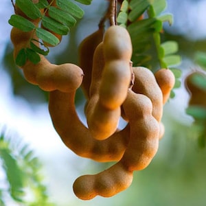 Puede incluir: Primer plano de vainas de tamarindo marrones colgando de una rama de árbol. Las vainas están agrupadas y tienen una textura ligeramente arrugada.