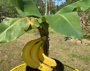 Live  banana plant