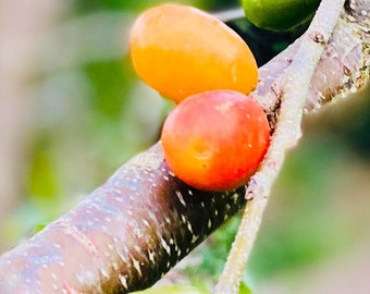 Jamaican Red Plum / Hog Plum cuttings and Live Plants