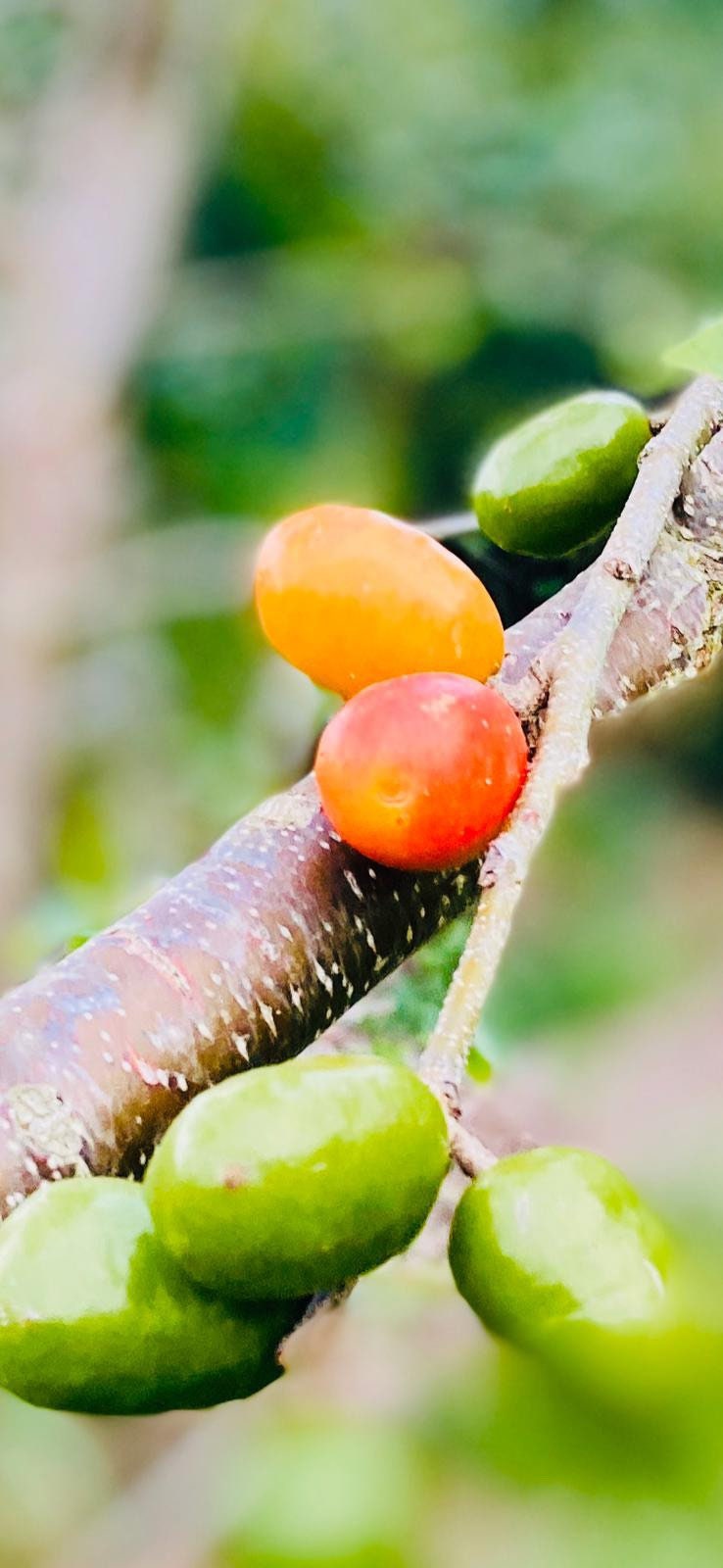 Jamaican Red Plum / Hog Plum Cuttings and Live Plants Etsy