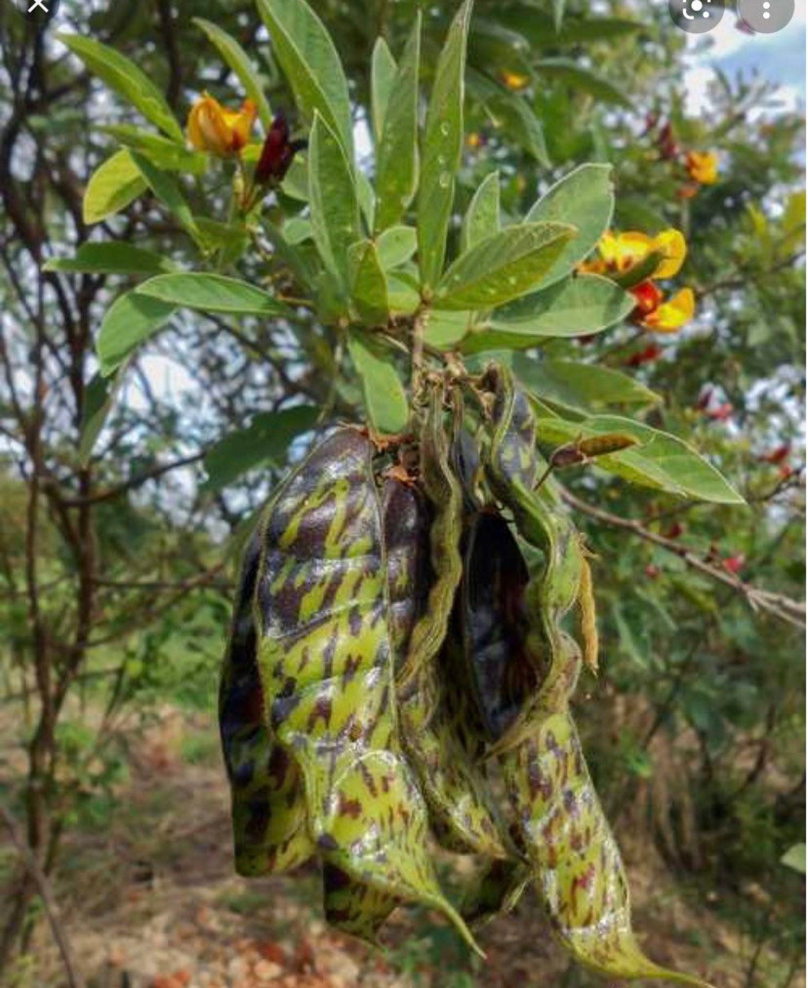 Pigeon Pea Live Plants Etsy