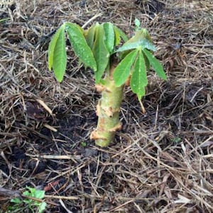 Fresh cuttings Cassava, yuca Cuttings 6-8 cuts Manihot esculenta, Manioc, Tapioca image 6