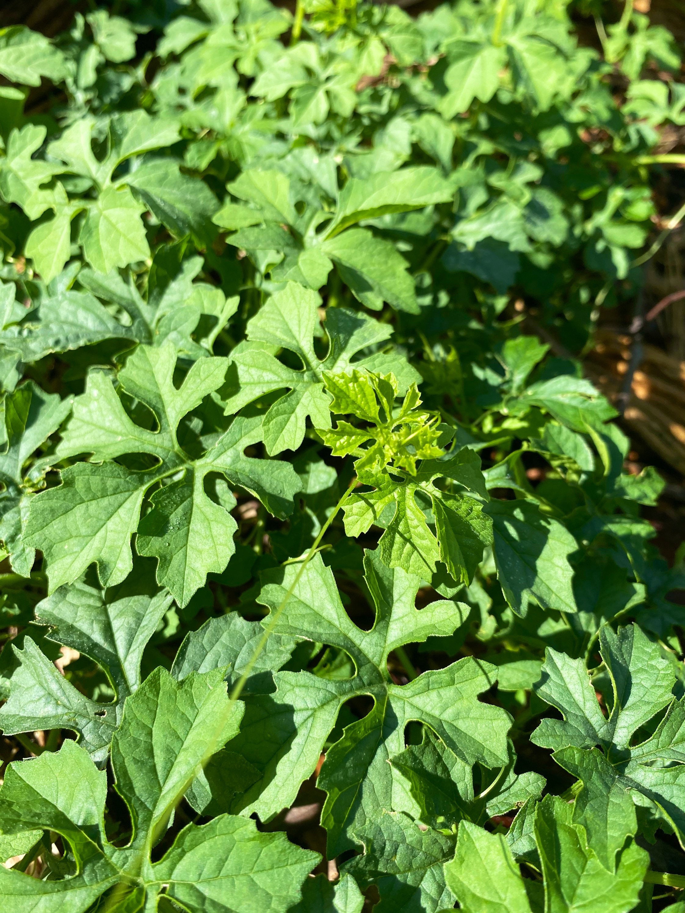 Crease Tea Jamaican Cerasee Tea Herb / Momordica Charantia Wholesale Pricing ...