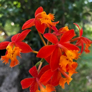 Puede incluir: Primer plano de un grupo de flores de orquídea naranja y roja con centros amarillos. Las flores tienen un aspecto delicado y con flecos.