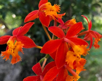 Cuttings / Live plant of POOR MANS Reed Stem Orchid Live Ground Cover Tropical Plant Epidendrum Orange Blooms