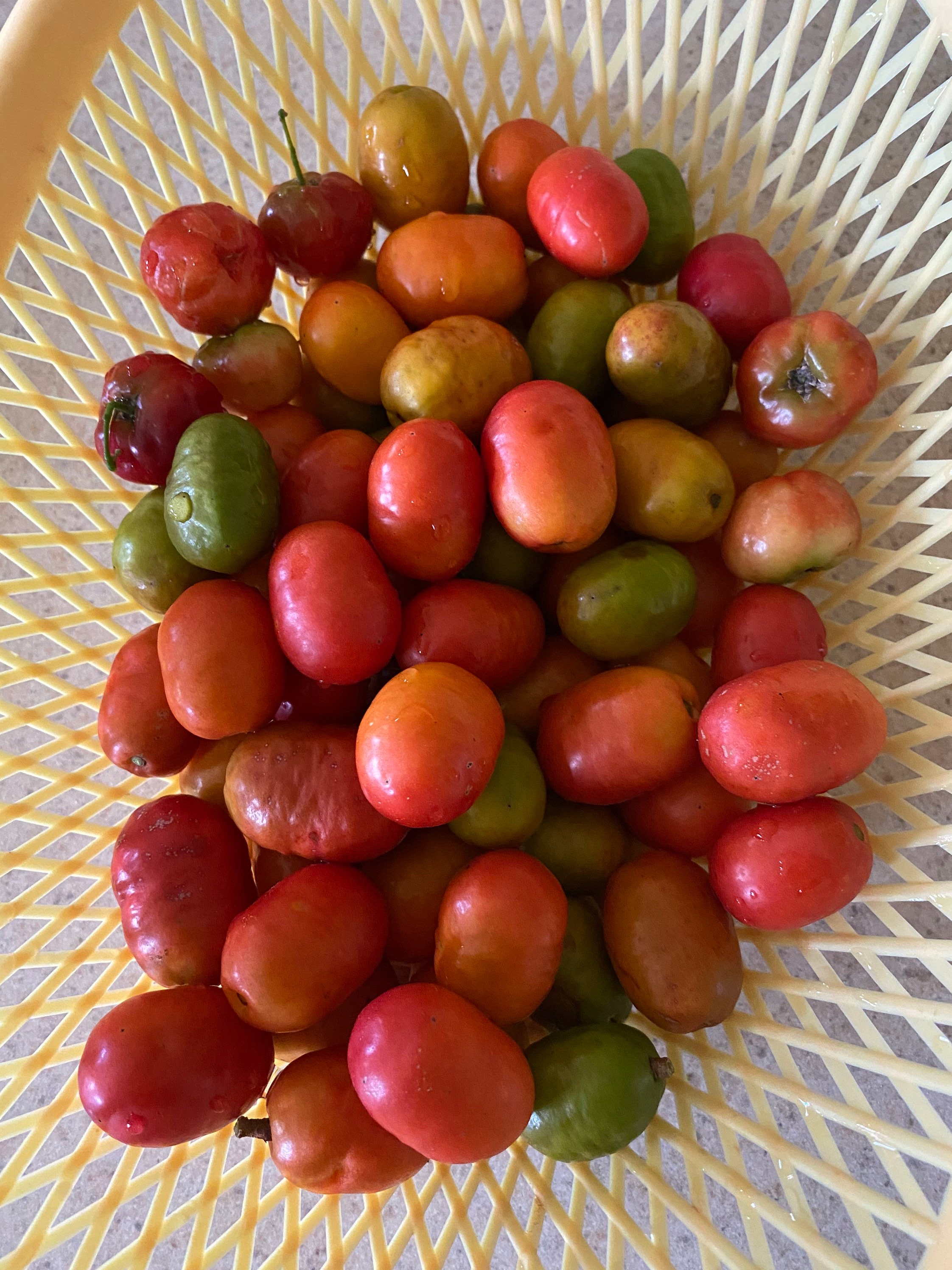 Jamaican Red Plum / Hog Plum Cuttings and Live Plants Etsy UK