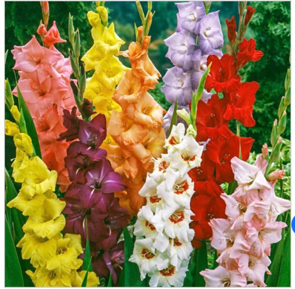 Gladiolus bulbs & live plants Etsy