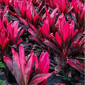 Cordyline Red Sister Cutting 12 / live Plants 18-24 image 3