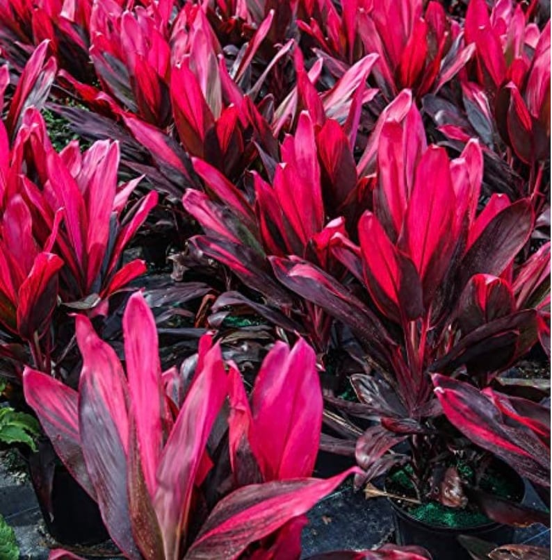 Cordyline Red Sister Cutting 12 / live Plants 18-24 image 3