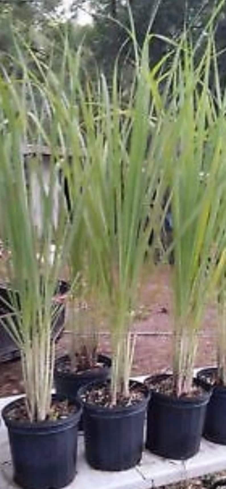Organic Jamaican Fever Grass Plant/lemon Grass Live Plants and Etsy