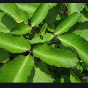 Leaf of life plant 6-12 inches organically grown, fresh harvested leaves