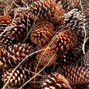 May include: A close-up shot of a pile of brown pine cones with textured scales. The cones are interspersed with dried pine needles, creating a natural, earthy aesthetic. The lighting highlights the details of the cones.