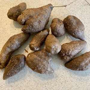 Könnte beinhalten: Eine Ansammlung brauner Yamswurzeln mit unregelmäßiger Form und unterschiedlicher Größe. Die raue, strukturierte Oberfläche weist kleine, spitze Vorsprünge auf. Ein dünner, drahtiger Stiel erstreckt sich von einer der größeren Yamswurzeln. Die Yamswurzeln liegen auf einer hellen Oberfläche.